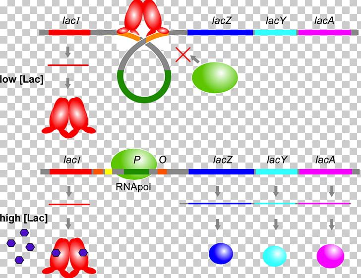 Lac Operon Lac Repressor Operator PNG, Clipart, Area, Body Jewelry, Brand, Catabolite Activator Protein, Circle Free PNG Download