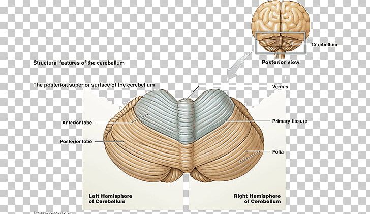 Posterior Cranial Fossa Cerebellum Brainstem Cerebral Cortex PNG, Clipart, Anatomy, Bone, Brain, Brainstem, Brain Tumor Free PNG Download