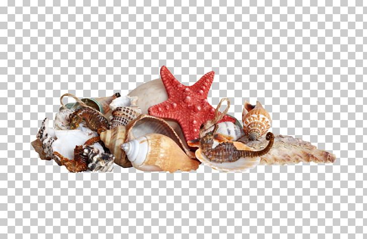 Seashell Beach PNG, Clipart, Bea, Beach Elements, Conch Creative, Conch Pictures, Creative Free PNG Download