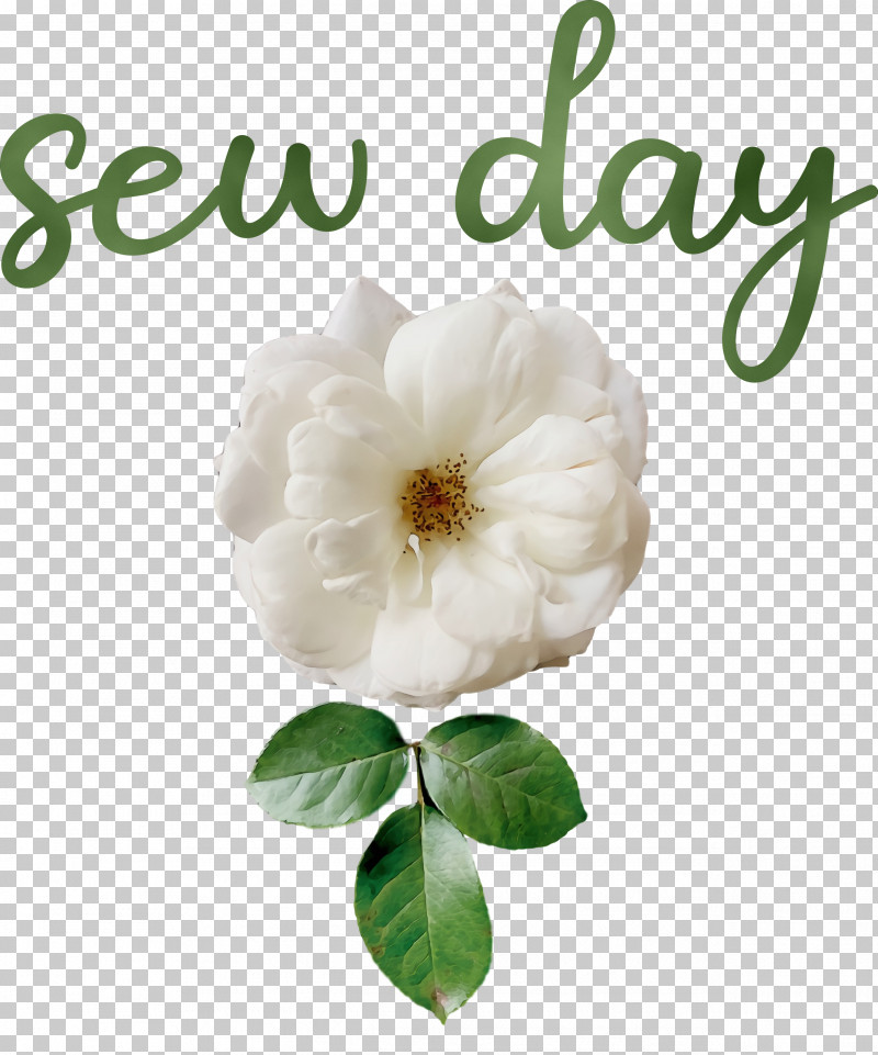 Rose PNG, Clipart, Cabbage Rose, Cut Flowers, Flower, Meter, Paint Free PNG Download