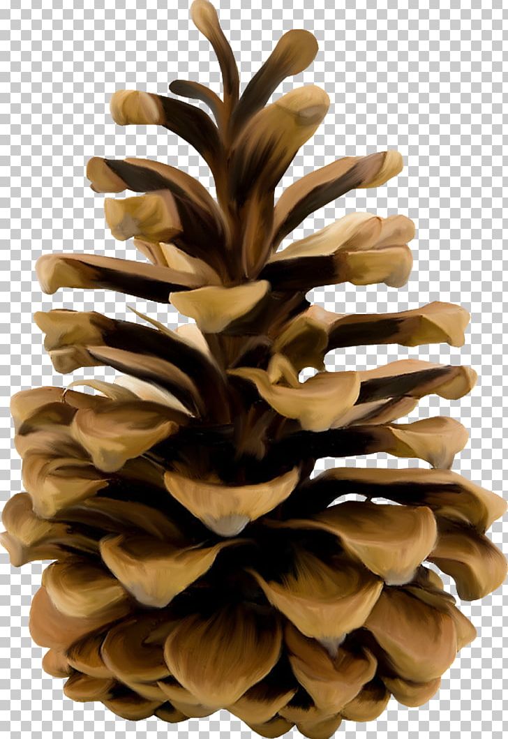 Stone Pine Conifer Cone Conifers PNG, Clipart, Cone, Conifer, Conifer Cone, Conifers, Eastern White Pine Free PNG Download