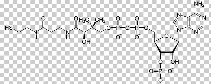 Coenzyme A Acetyl-CoA Cofactor Adenosine Triphosphate PNG, Clipart, Acetylcoa, Adenosine Triphosphate, Angle, Area, Auto Part Free PNG Download