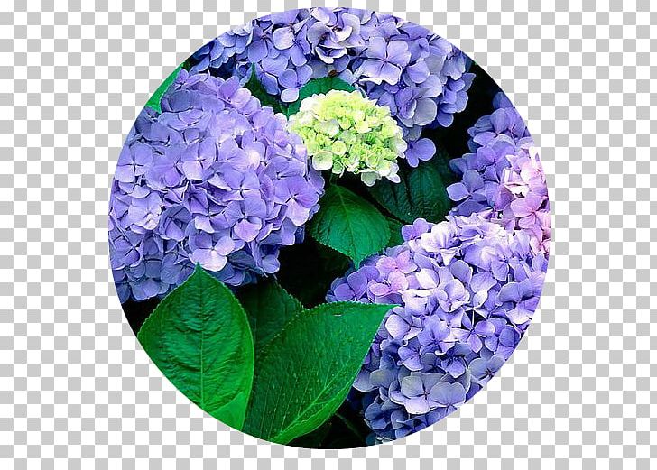 French Hydrangea Flower Garden Seed PNG, Clipart, Blue, Bonsai, Common Sunflower, Cornales, Cut Flowers Free PNG Download
