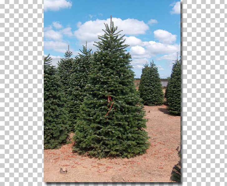 Pine Fraser Fir Blue Spruce Evergreen Nordmann Fir PNG, Clipart, Arbust, Biome, Blue Spruce, Christmas Tree, Conifer Free PNG Download