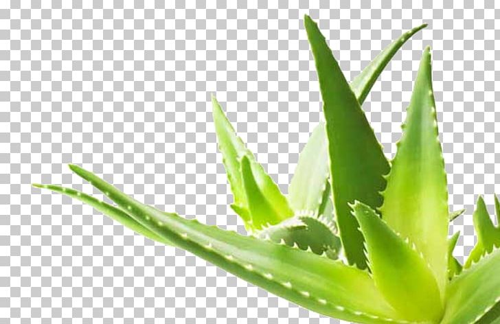 Aloe Vera Plant Gel Skin PNG, Clipart, Acne, Aloe, Aloe Plant, Aloe Vera, Aloe Vera Crush Free PNG Download