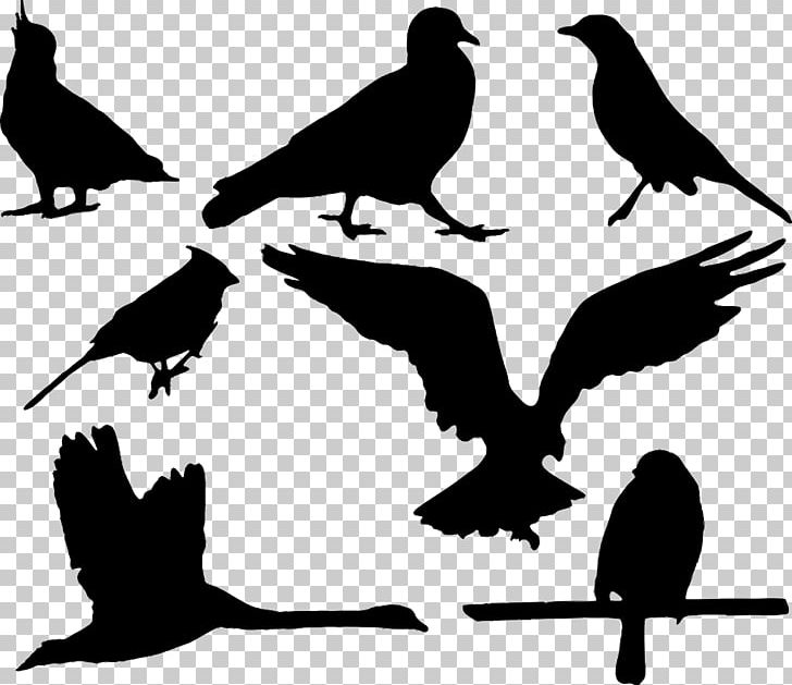 Bird Silhouette Eagle PNG, Clipart, Animals, Beak, Bird, Black And White, Branch Free PNG Download