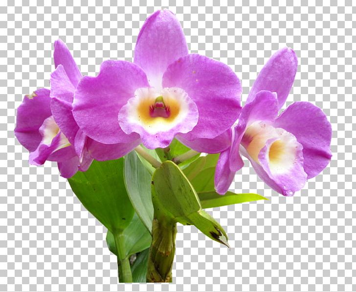Leather Flower Moth Orchids Cut Flowers PNG, Clipart, Burknar, Cattleya, Cattleya Orchids, Cut Flowers, Dendrobium Free PNG Download