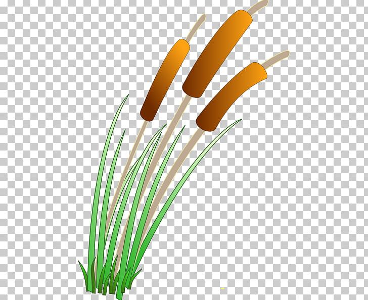 Cattail Wetland Pond PNG, Clipart, Aquatic Plant, Cattail, Clip Art, Free Content, Grass Free PNG Download