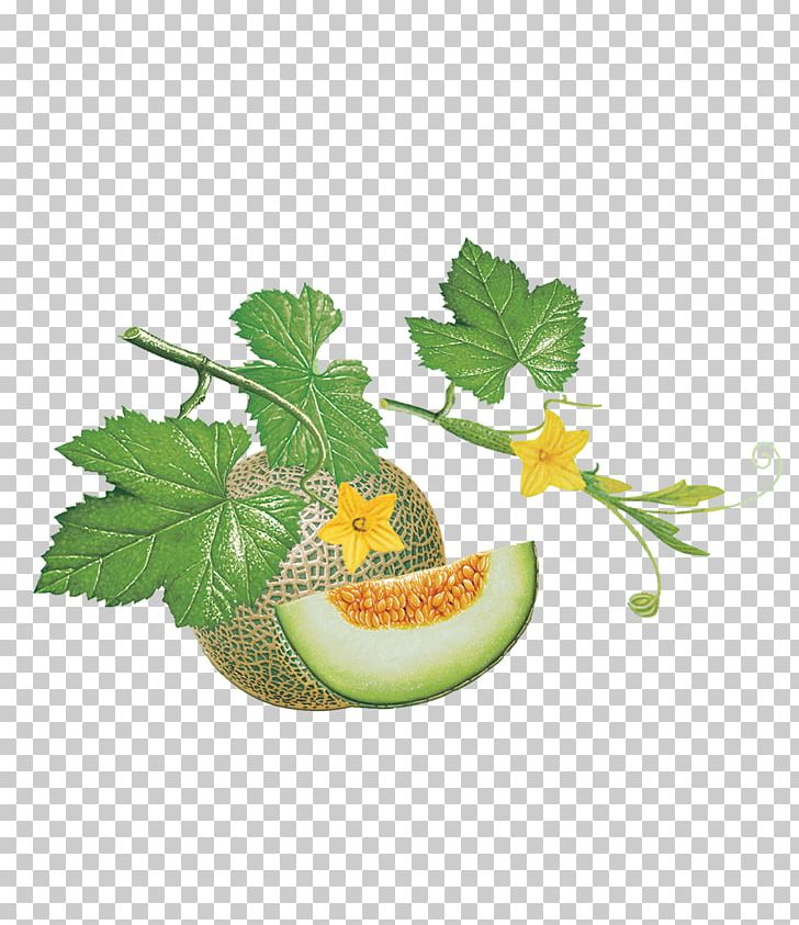 Fruit Peach Cantaloupe PNG, Clipart, Auglis, Bitter Melon, Cherry, Flower, Food Free PNG Download