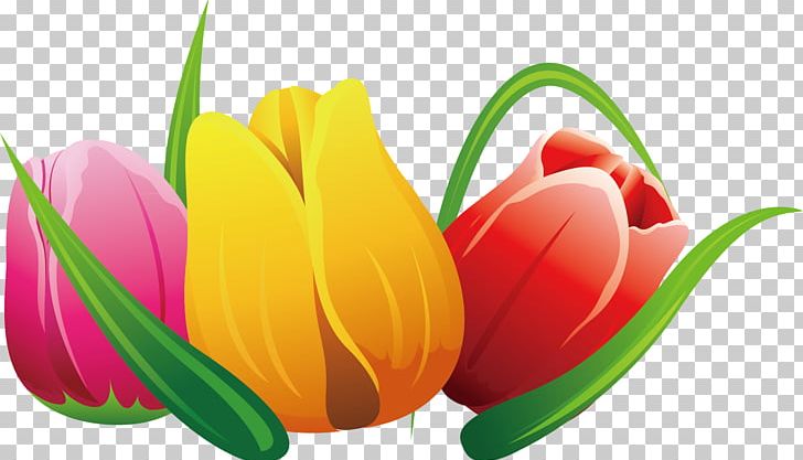 Tulip Flower PNG, Clipart, Computer Graphics, Computer Wallpaper, Download, Flower, Flower Bouquet Free PNG Download