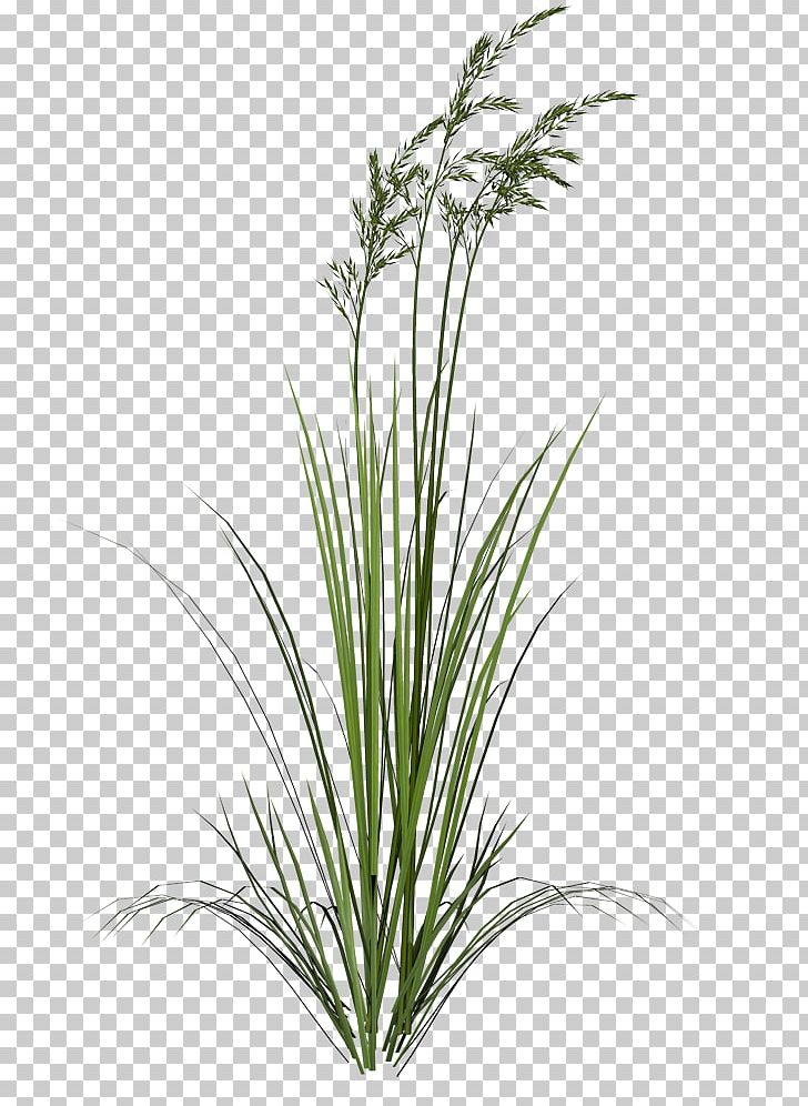 Photography PNG, Clipart, Animation, Chrysopogon Zizanioides, Commodity, Computer Icons, Desktop Wallpaper Free PNG Download