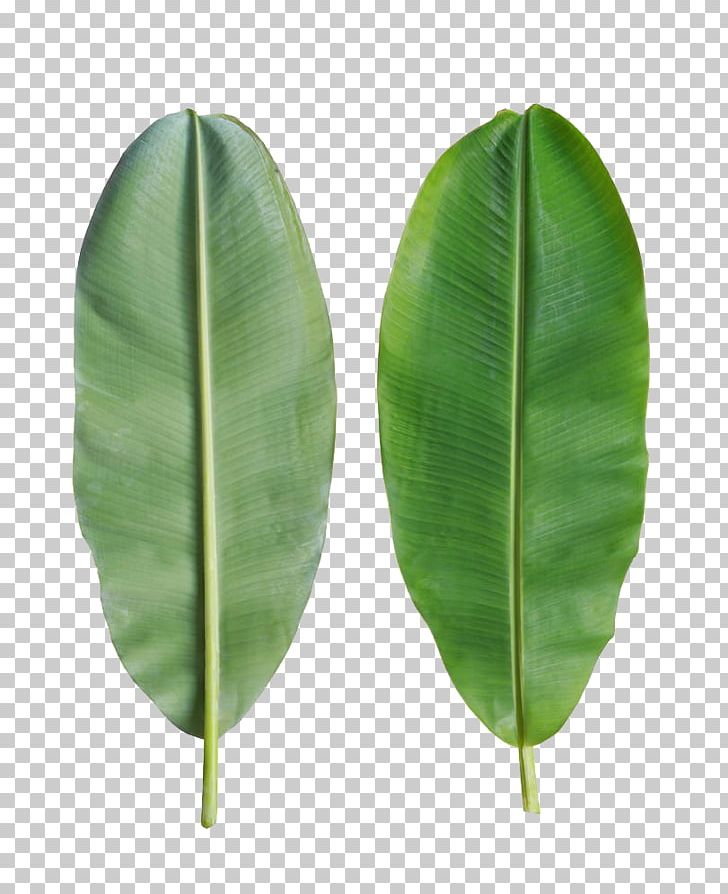 Banana Leaf Bánh Tét PNG, Clipart, Autumn Leaves, Back, Back To School, Banana, Encapsulated Postscript Free PNG Download