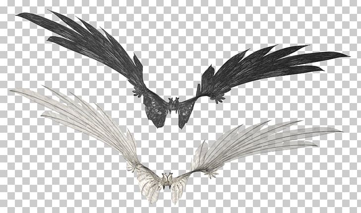 Bird PNG, Clipart, Animals, Beak, Bird, Black And White, Cdr Free PNG Download