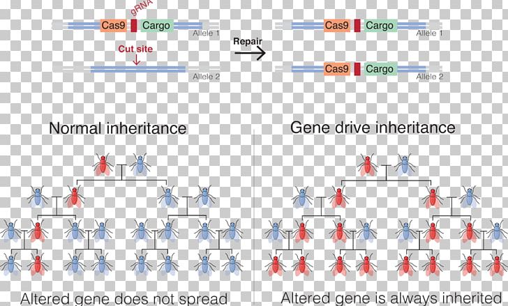 Gene Drive Genetics Mosquito Genetic Engineering PNG, Clipart, Area, Bill Melinda Gates Foundation, Chromosome, Crispr, Diagram Free PNG Download