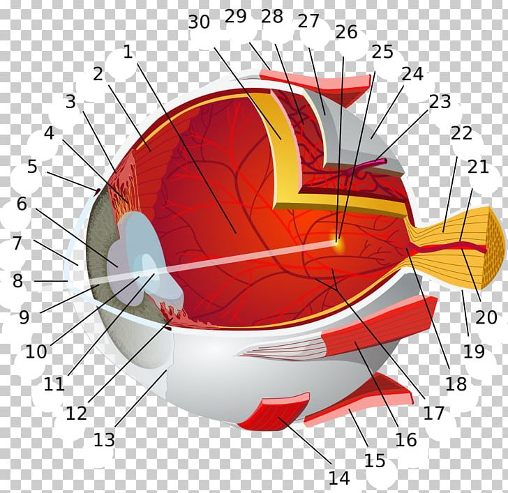 Human Eye Macula Of Retina Conjunctiva PNG, Clipart, Anatomy, Angle, Circle, Cone Cell, Conjunctiva Free PNG Download