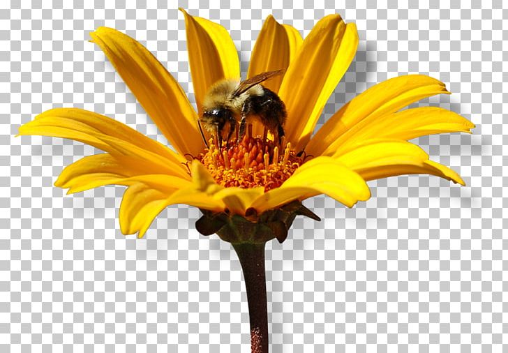 Honey Bee Nectar Common Sunflower Cut Flowers PNG, Clipart, Bee, Collecting Nectar, Common Sunflower, Cut Flowers, Daisy Family Free PNG Download
