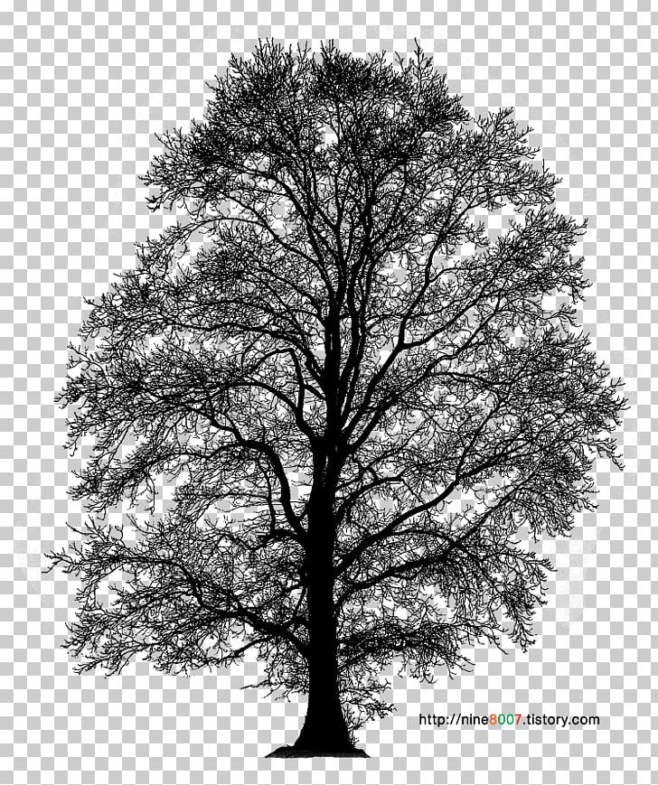 Psd Portable Network Graphics File Format Adobe Photoshop Computer File PNG, Clipart, 3ds Max, Black And White, Branch, Computer Icons, Download Free PNG Download