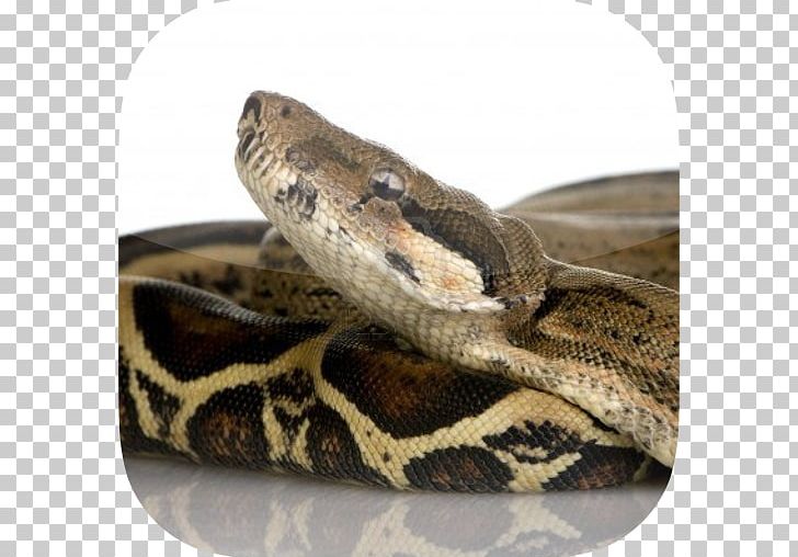 Snake Constriction Boa Constrictor Imperator UGRodents Stock Photography PNG, Clipart, Animals, Boa Constrictor, Boa Constrictor Imperator, Boas, Common Iguanas Free PNG Download