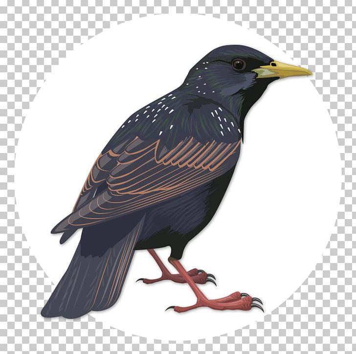 Birdwatching Common Starling Beak PNG, Clipart, Acridotheres, Animals, Beak, Bird, Birds Free PNG Download