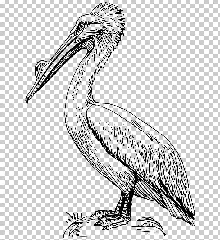 Brown Pelican Bird Drawing PNG, Clipart, Animal Figure, Animals, Artwork, Aussie, Beak Free PNG Download