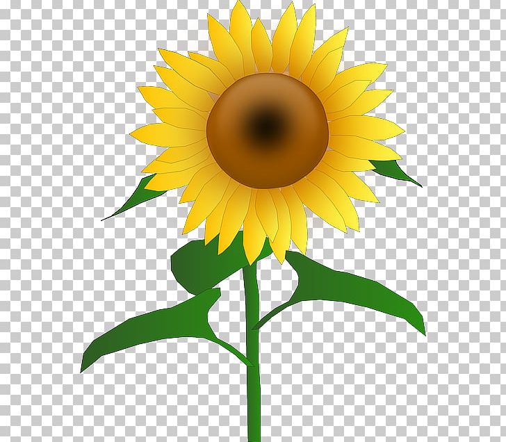 Sunflower Plant Stem Sunflower Seed PNG, Clipart, Clip Art, Common Sunflower, Computer Icons, Daisy Family, Desktop Wallpaper Free PNG Download
