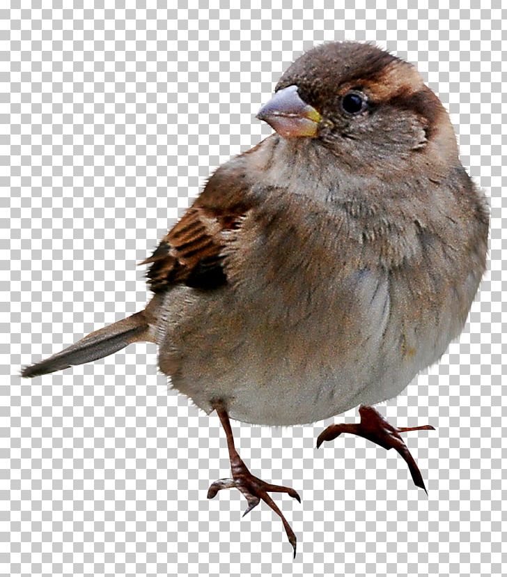 House Sparrow Portable Network Graphics PNG, Clipart, American Sparrows, Animals, Beak, Bird, Cartoon Free PNG Download