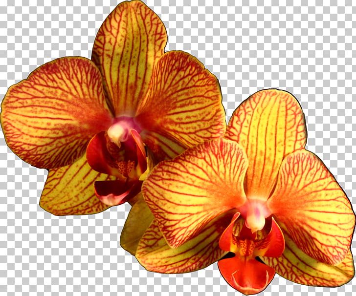 Moth Orchids Orange Flower Plant PNG, Clipart, Black, Cattleya, Cattleya Orchids, Color, Flower Free PNG Download