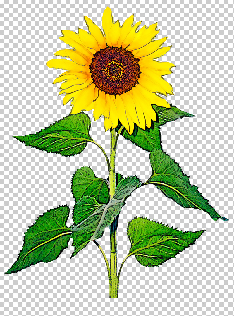 Sunflower PNG, Clipart, Annual Plant, Asterales, Daisy Family, Flower, Plant Free PNG Download