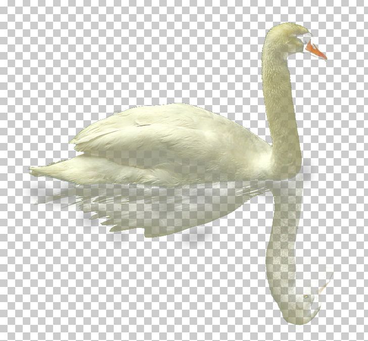 Mute Swan Duck Goose White Swan PNG, Clipart, Animals, Beak, Bird, Color, Cygnini Free PNG Download