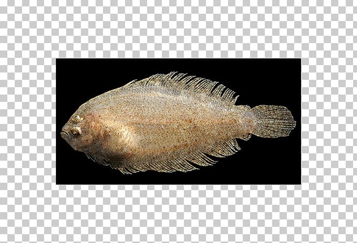 Red Sea North Sea Mediterranean Sea Flounder Fish PNG, Clipart, Animals, Bothidae, European Plaice, Fauna, Fish Free PNG Download