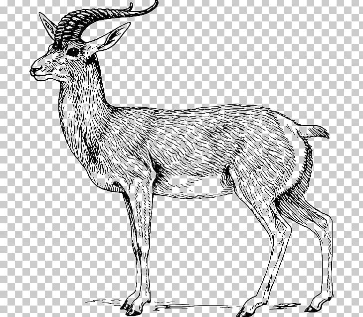 Antelope Pronghorn Drawing Deer PNG, Clipart, Animal Figure, Antelope, Antler, Black And White, Blackbuck Free PNG Download