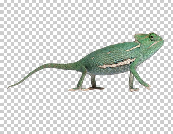 Lizard Veiled Chameleon Reptile Ambilobe Panther Chameleon PNG, Clipart, Ambilobe, Amphibian, Animal Figure, Animals, Chamaeleo Free PNG Download