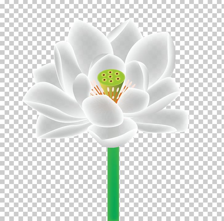 Petal Close-up Flowering Plant Computer PNG, Clipart, Background White, Black White, Botany, Chinese Style, Computer Free PNG Download