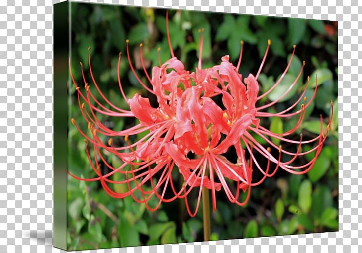 Red Spider Lily Art Photography Painting PNG, Clipart, Art, Artist, Art Museum, Fine Art, Flora Free PNG Download