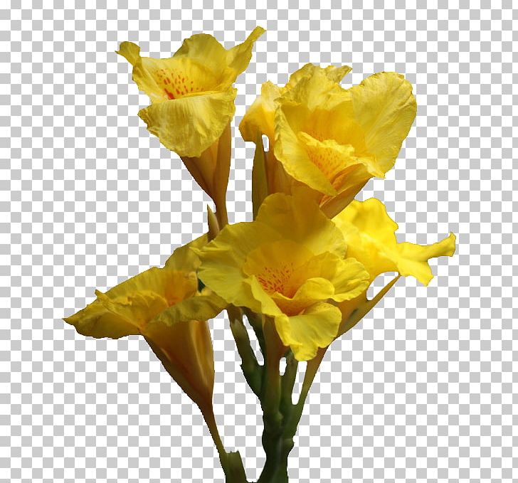 Canna Daffodil Cut Flowers Lilium PNG, Clipart, Beautiful, Beautiful Flowers, Big, Big Flower, Canna Free PNG Download