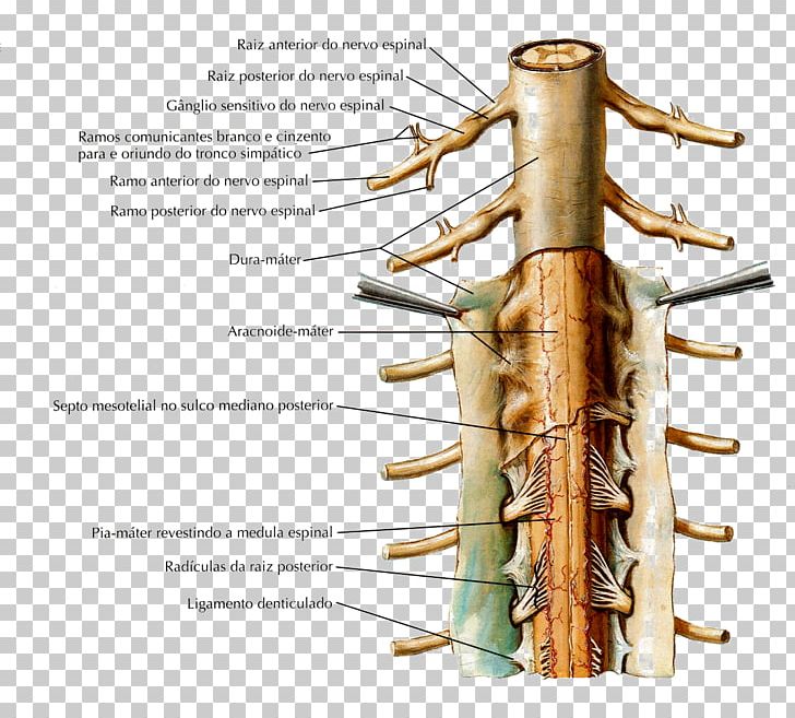 Denticulate Ligaments Nuchal Ligament Supraspinous Ligament Spinal Cord PNG, Clipart, Anatomia, Anatomy, Arachnoid Mater, Central Nervous System, Dorsal Root Ganglion Free PNG Download