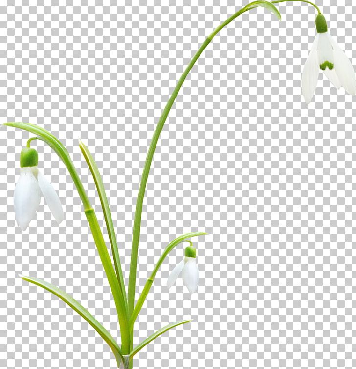 Flower Bud Plant Stem PNG, Clipart, Bud, Bud Plant, Chemical Element, Clip Art, Flora Free PNG Download