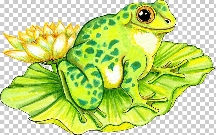 Frog Water Lily Amphibian PNG, Clipart, Amphibians, Animals, Background Green, Cartoon, Drawing Free PNG Download