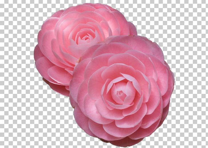 Japanese Camellia Rose Pink Flowers PNG, Clipart, 1800flowers, Camellia, Cut Flowers, Flower, Flowering Plant Free PNG Download