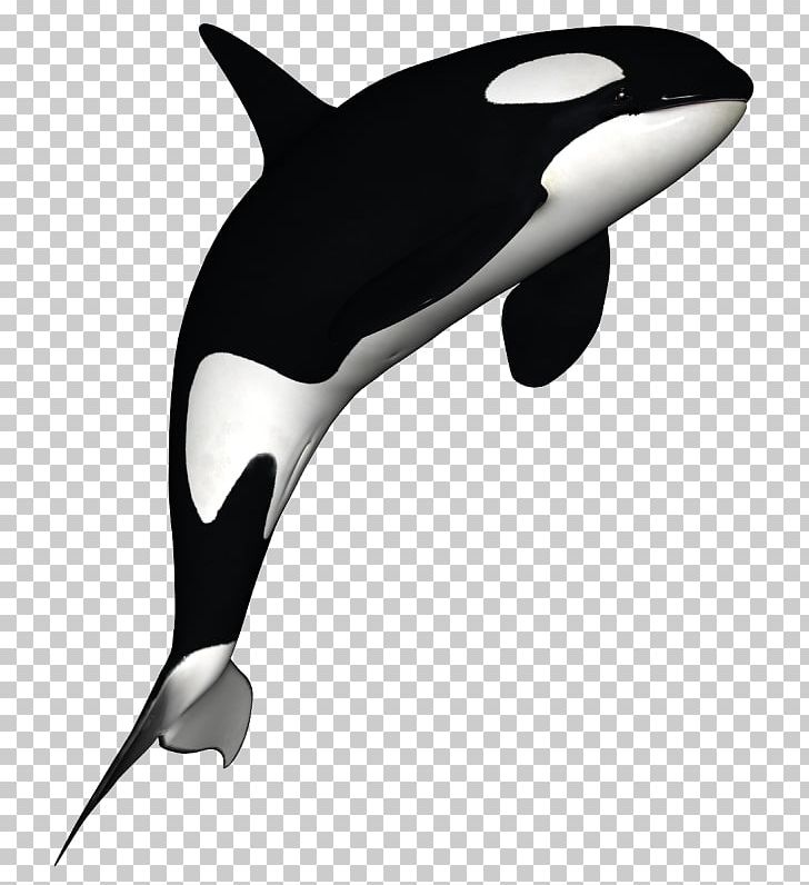 The Killer Whale Cetacea Portable Network Graphics PNG, Clipart, Beluga Whale, Black And White, Cetacea, Dolphin, Fin Free PNG Download