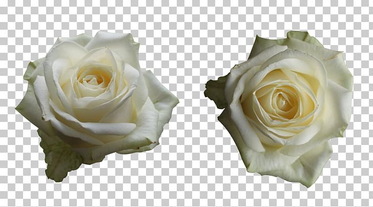 Centifolia Roses Cut Flowers Garden Roses PNG, Clipart, Centifolia Roses, Cut Flowers, Floristry, Flower, Flower Bouquet Free PNG Download