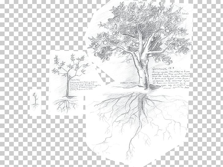 Flowering Plant White PNG, Clipart, Black And White, Branch, Drawing, Flora, Flower Free PNG Download