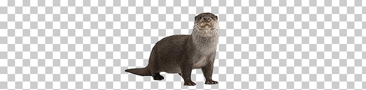 Full Size Otter PNG, Clipart, Animals, Otters Free PNG Download