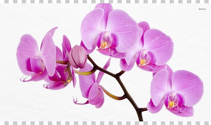 Orchids Flower Desktop Rose PNG, Clipart, Blossom, Cut Flowers, Desktop Wallpaper, Display Resolution, Flower Free PNG Download