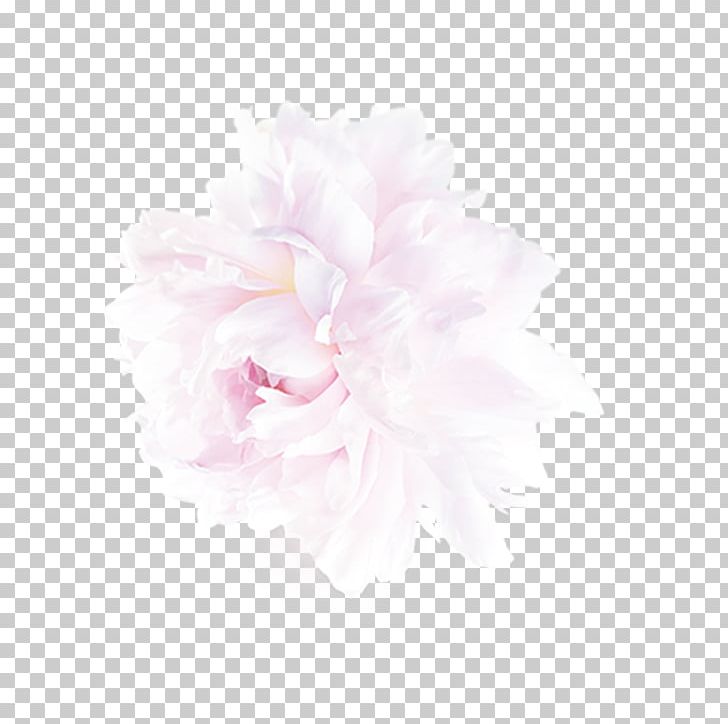 Peony Petal PNG, Clipart, Bloom, Chinese, Chinese Rose, Flower, Flowering Plant Free PNG Download