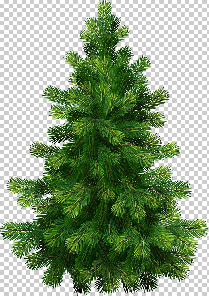 Pine Tree PNG, Clipart, Biome, Branch, Christmas, Christmas Clipart, Christmas Decoration Free PNG Download