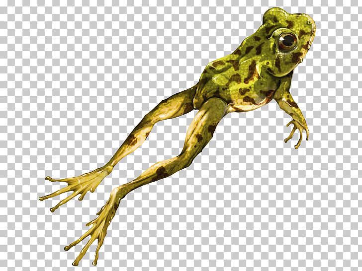 American Bullfrog True Frog Toad Colombia PNG, Clipart, American Bullfrog, Amphibian, Animal, Animals, Biodiversity Free PNG Download