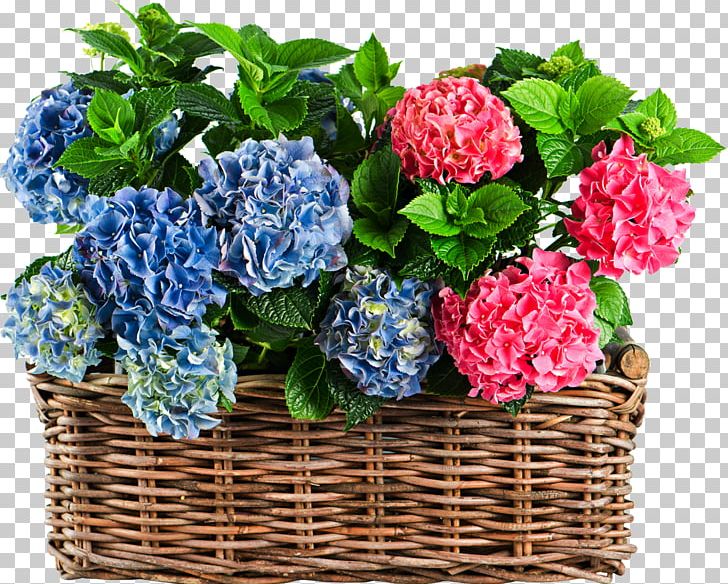 French Hydrangea Plant Flower Stock Photography Shrub PNG, Clipart, Annual Plant, Artificial Flower, Basket, Color, Companion Planting Free PNG Download