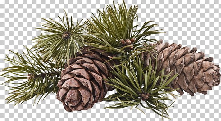 Pine Oil Essential Oil Terpene PNG, Clipart, Aromatherapy, Branch, Clove, Conifer, Conifer Cone Free PNG Download