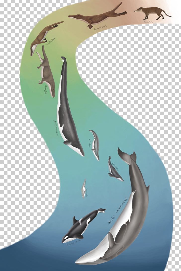 Cetacea Killer Whale Evolution Livyatan Pakicetus PNG, Clipart, Ask Me Anything, Baleen, Baleen Whale, Big Wall, Cetacea Free PNG Download